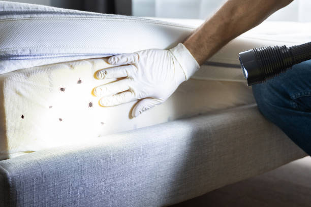 Trusted Wheaton, MD Pest Control Experts
