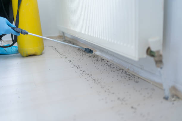 Best Pest Control for Homes  in Wheaton, MD