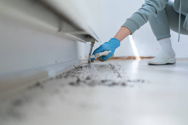 Best Affordable Pest Control Services  in Wheaton, MD